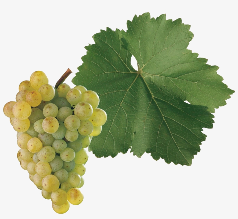 Ng) Is A Grape Variety Used To Make White Wine Originating - Seedless Fruit, transparent png