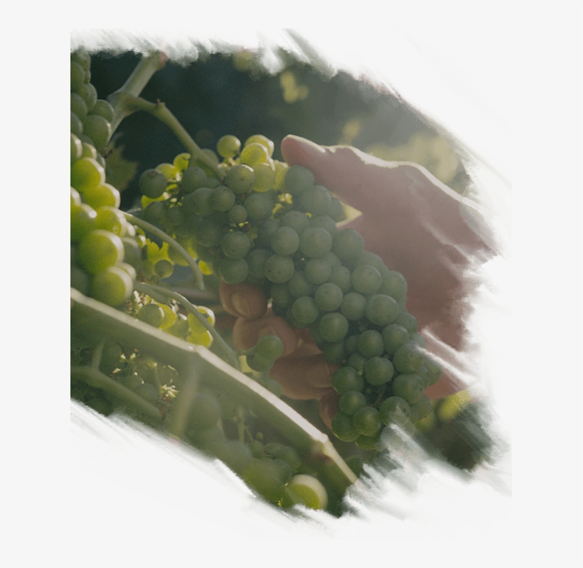 The Winery - Seedless Fruit, transparent png