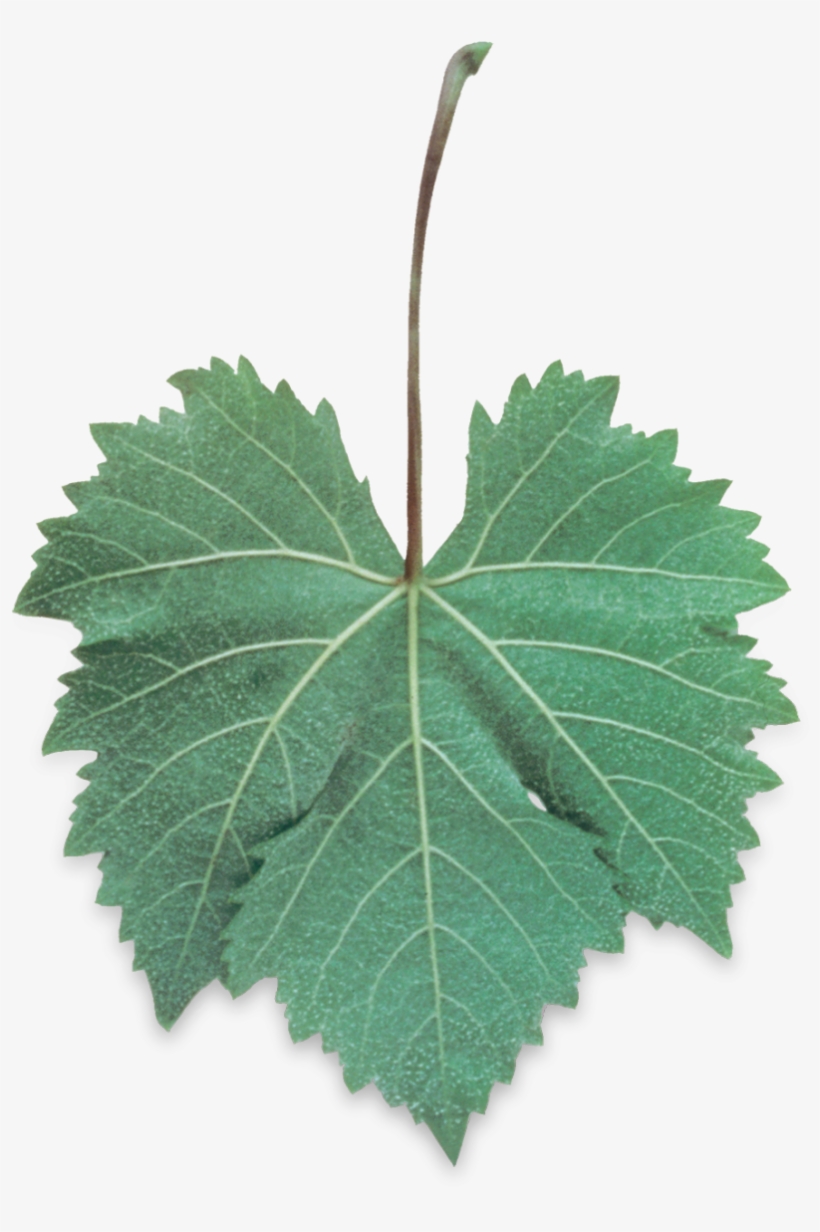 Hoja De Uva Png, transparent png