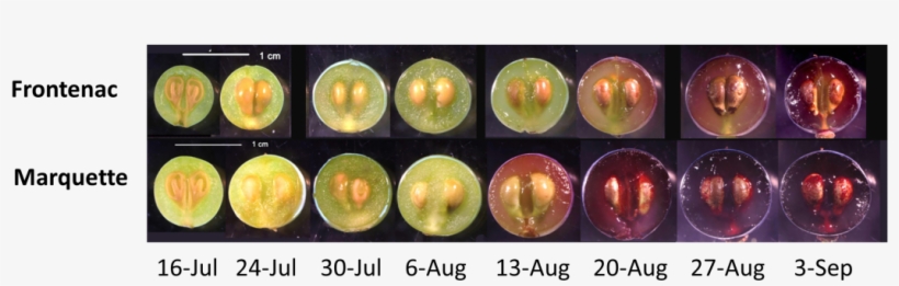 Grape Berry Ripening - Grape Ripening, transparent png