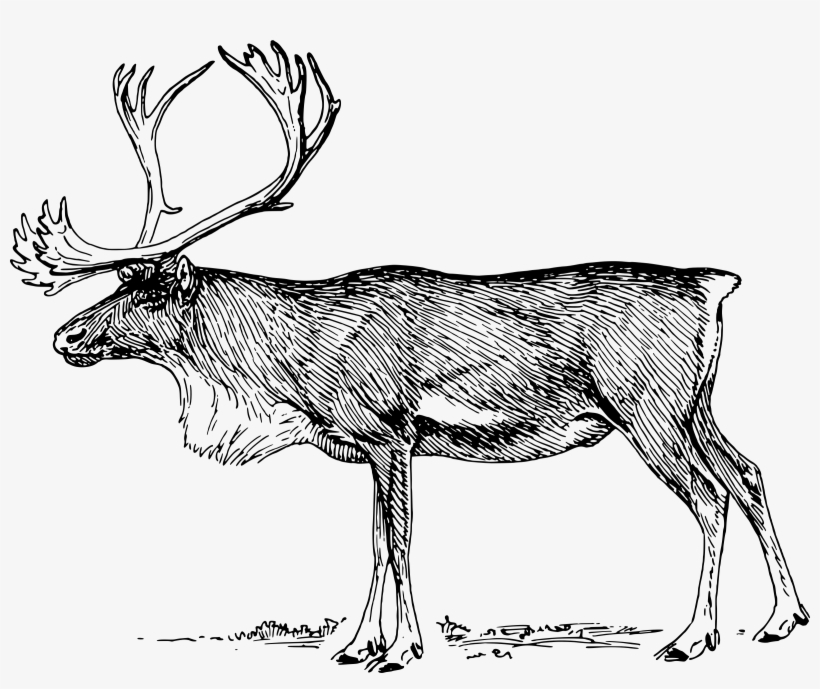 Big Image - Caribou Black And White Clip Art, transparent png