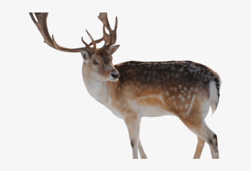 Reindeer Clipart Rain - Difference Between A Caribou, transparent png
