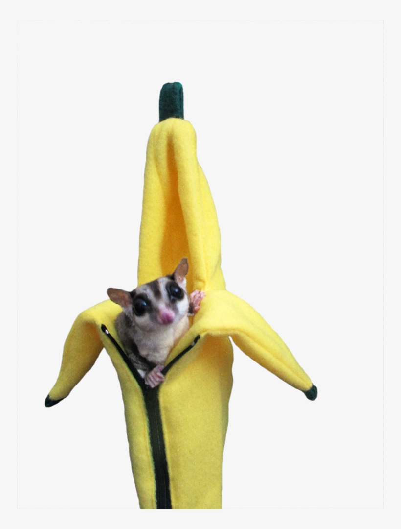 Vampire Bat, transparent png