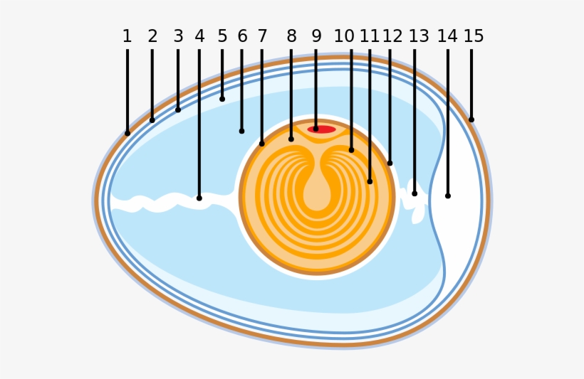 Anatomy Of An Amiotic Egg - Anatomy Of An Egg, transparent png