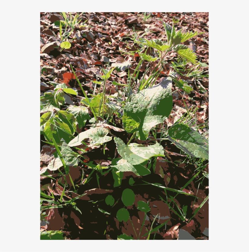 Leaf Annual Plant Herb Groundcover - Native Sowthistle, transparent png