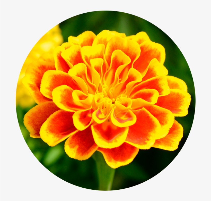 Las Investigaciones Científicas Muestras, Que La Luteína - Tagetes Patula, transparent png