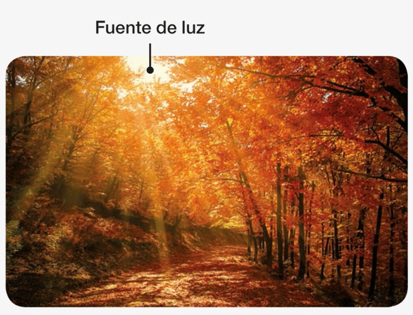 Completa El Siguiente Diagrama - 720 X 1280 Autumn, transparent png