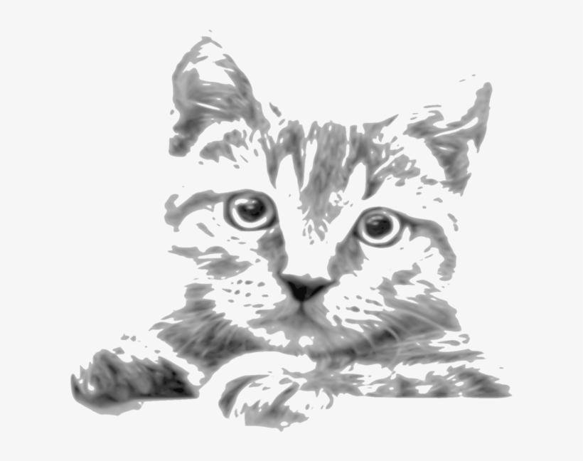 Kitten Whiskers Tabby Cat Siamese Cat Javanese Cat - Drawing, transparent png