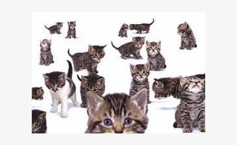 Tabby Cat Collage, transparent png