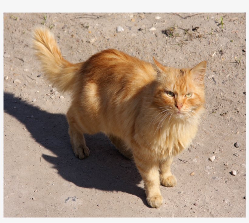 Red Cat In Torzhok City Resize, transparent png