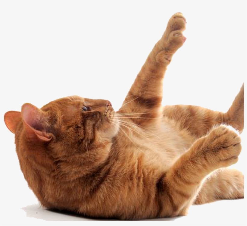 Indoor Cat - Cat, transparent png