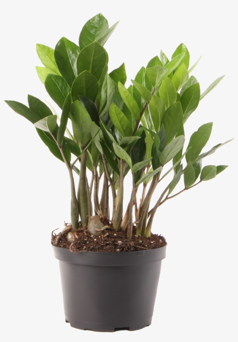 Delray Plants Zz Plant Easy Care Live House Plant, - Young Zamioculcas, transparent png