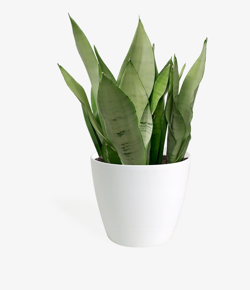 Sansevieria Moonshine Medium - Sansevieria Moonshine, transparent png