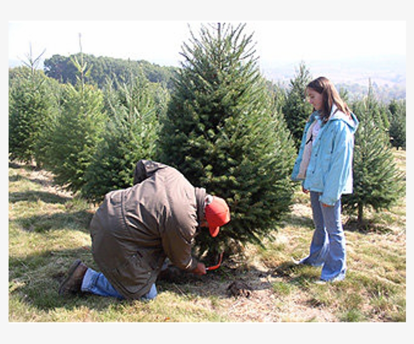 Photo Courtesy Of Kohl's Stony Hill Tree Farm - Christmas Tree, transparent png