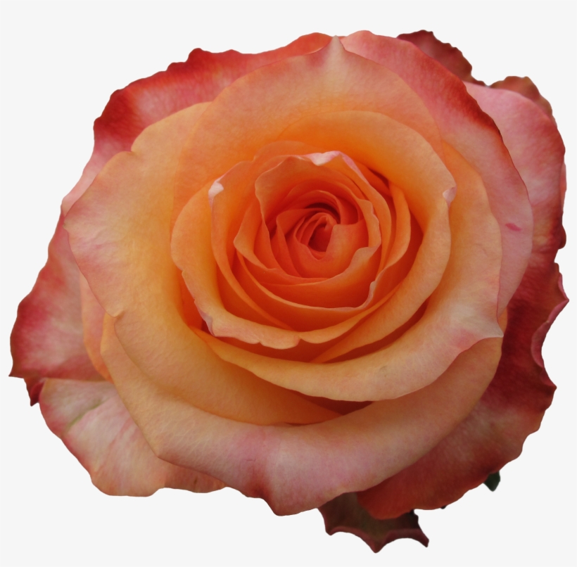 Rose Twighlight - Garden Roses, transparent png