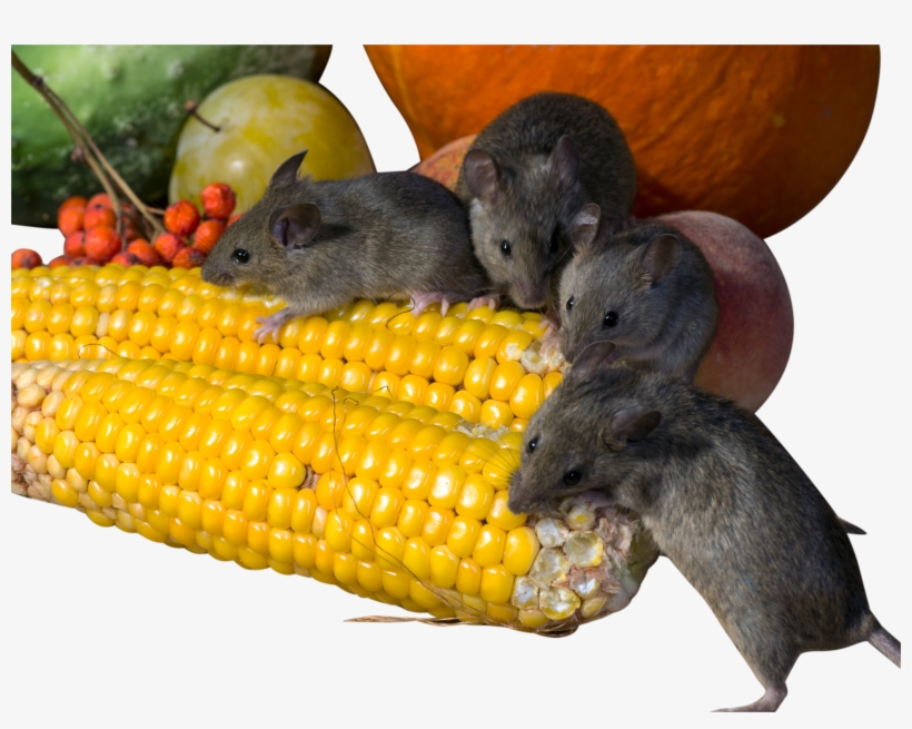 Rats Eating Corn Png Image - Rat, transparent png