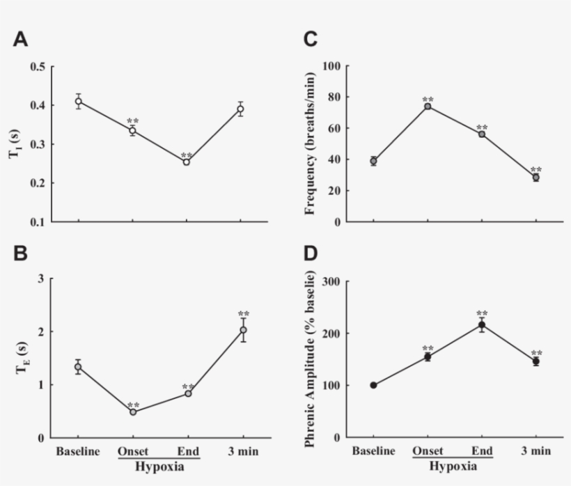 Effects Of Hypoxia On T I , T E (b), Phrenic Burst - Diagram, transparent png
