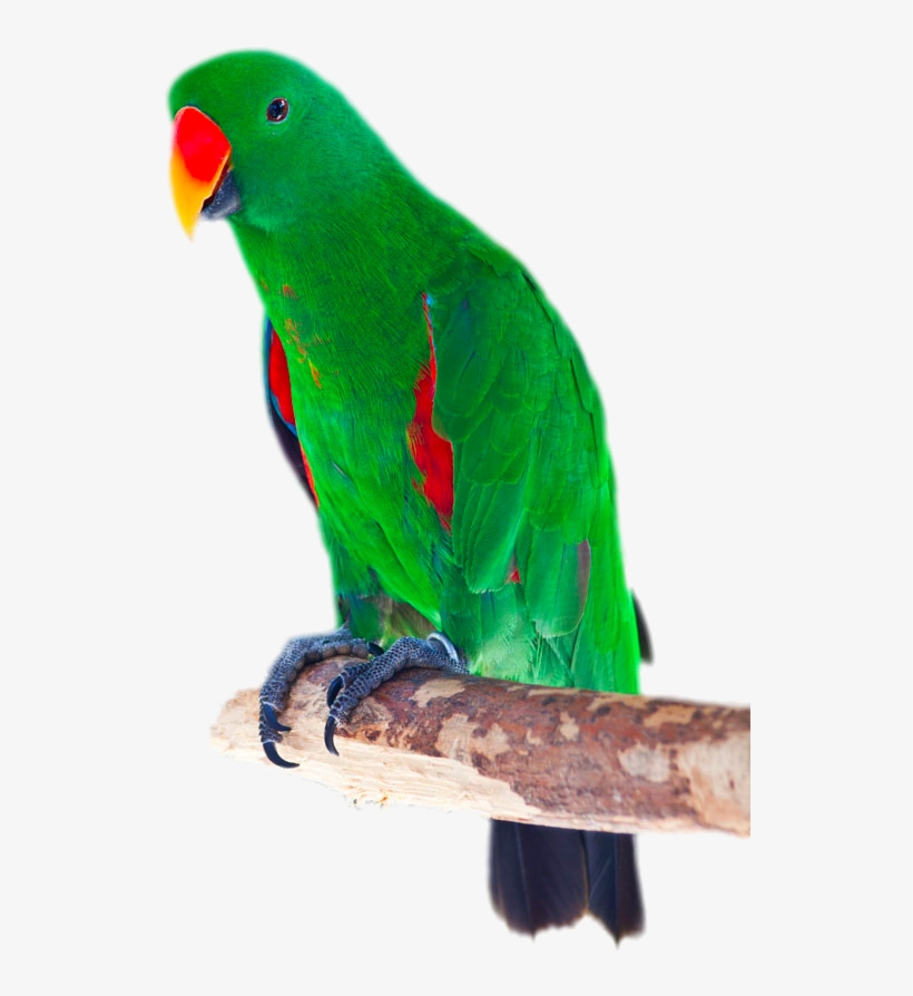 Picture Freeuse Stock Bird Cockatoo Red Winged Stock - Loro Verde Y Rojo, transparent png