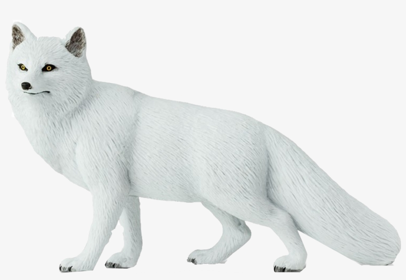Arctic Fox, transparent png
