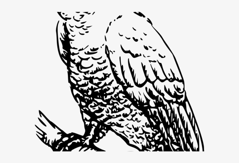 Cockatoo Clipart Transparent - Cockatoo, transparent png