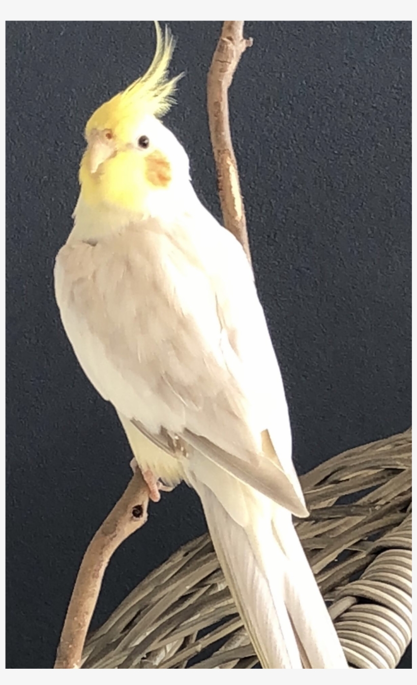 Sightings - Sulphur-crested Cockatoo, transparent png