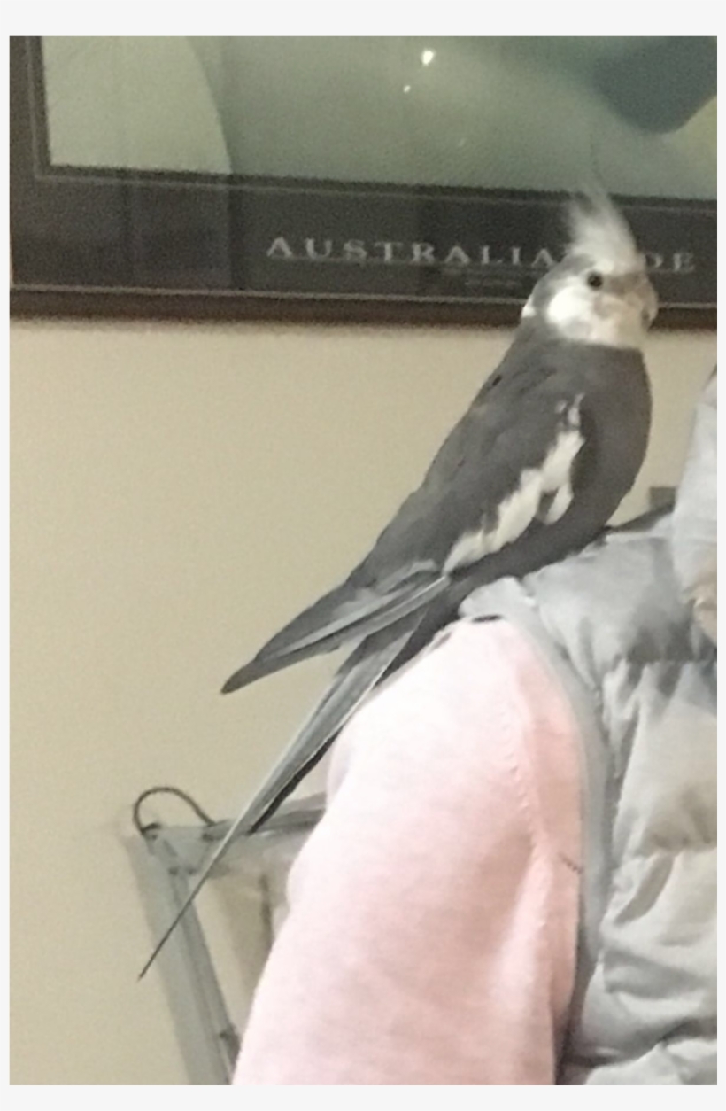 Sightings - Cockatiel, transparent png
