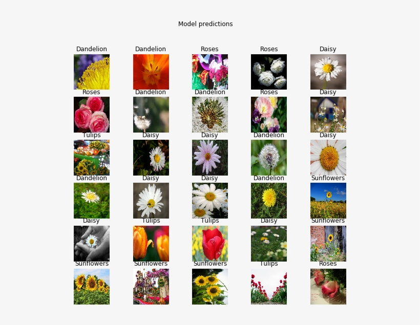 Export Your Model - African Daisy, transparent png