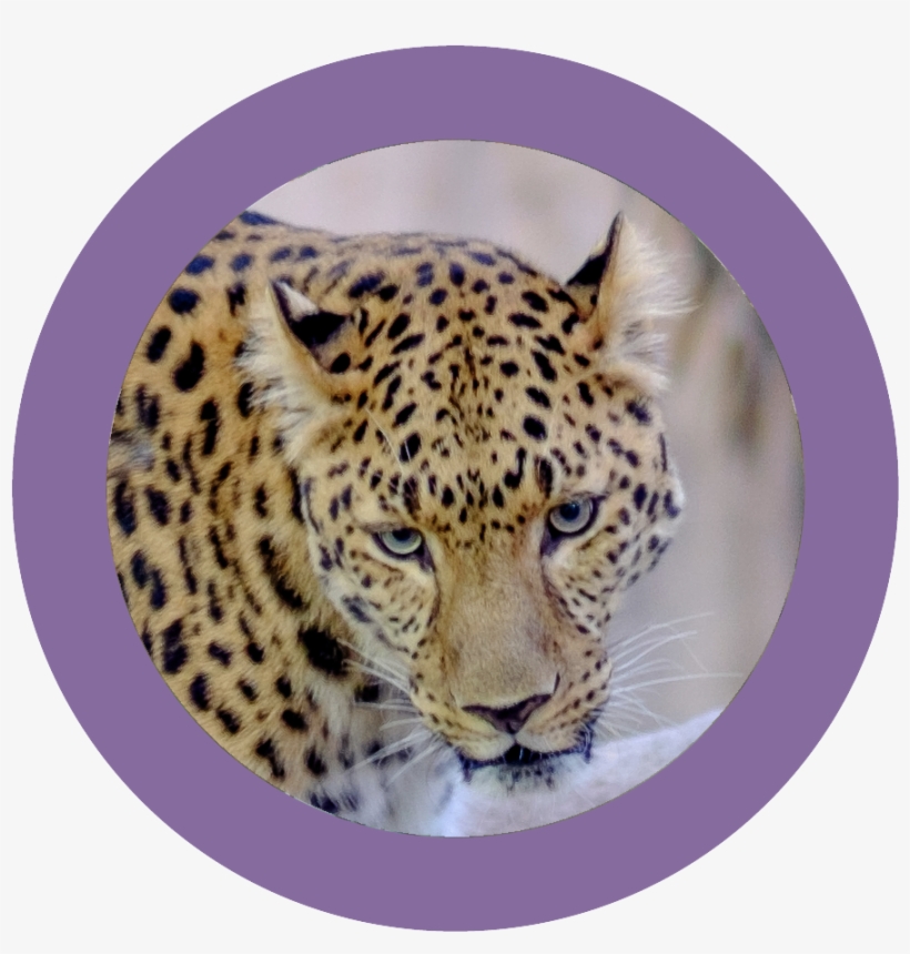 Wildine Icon - African Leopard, transparent png