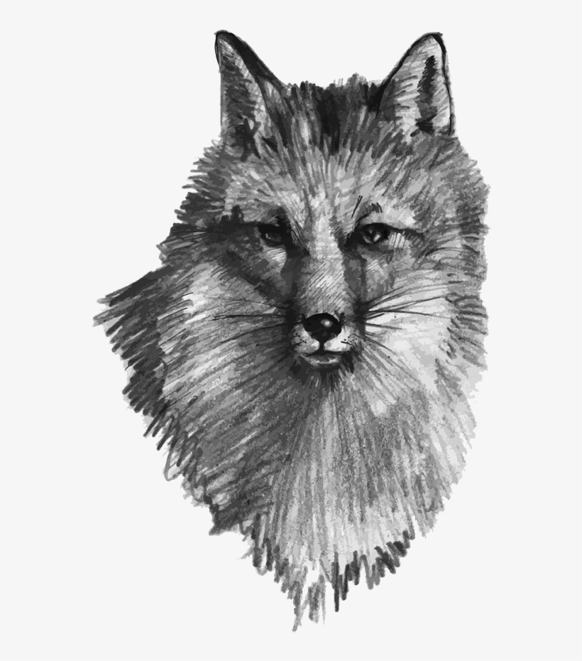 Fox Illustration Hand Painted - Vector Graphics, transparent png