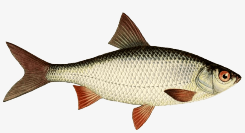 Free Png Download Fish Png Images Background Png Images - Roach Fish, transparent png