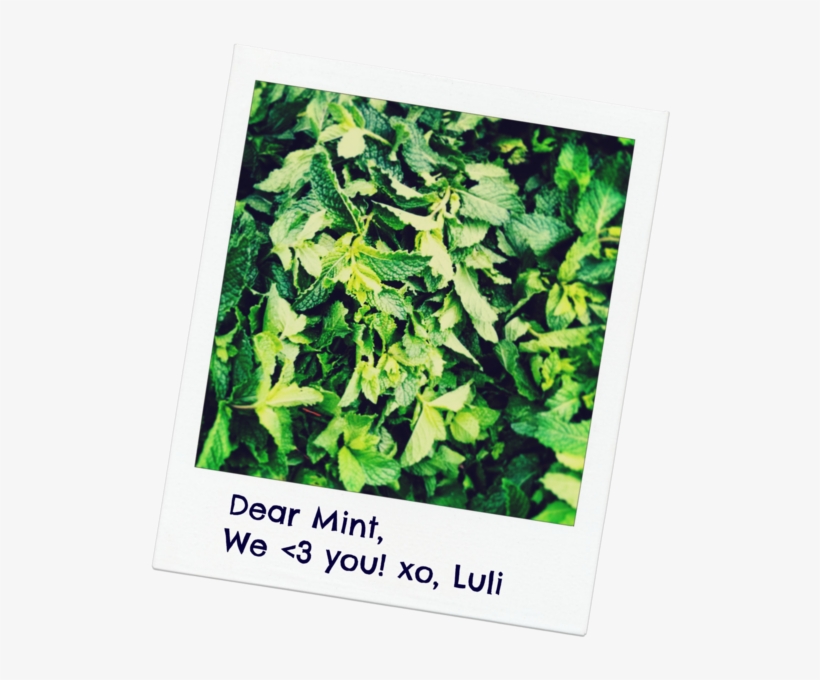 If You Haven't Noticed, We Put Mint In Almost Everything - Tree, transparent png