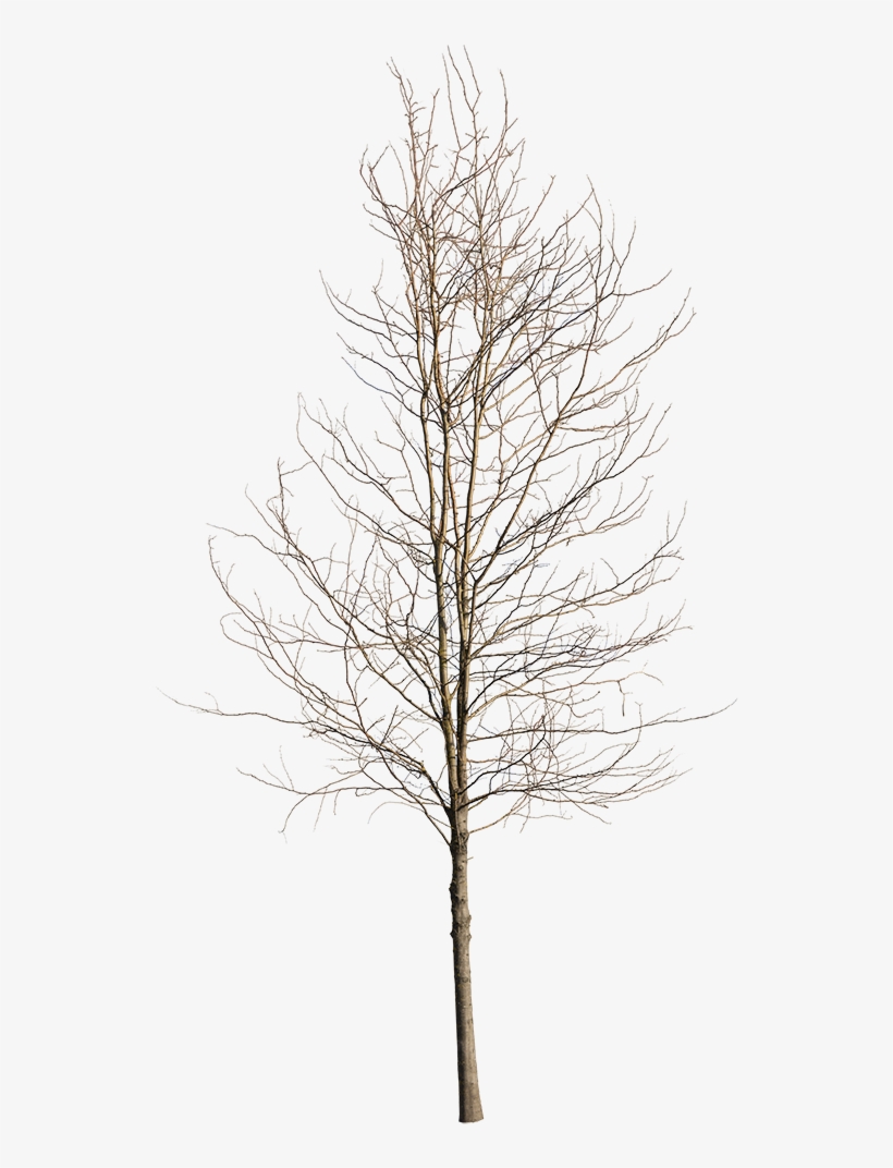 Deciduous Tree Winter Iv - Birch, transparent png