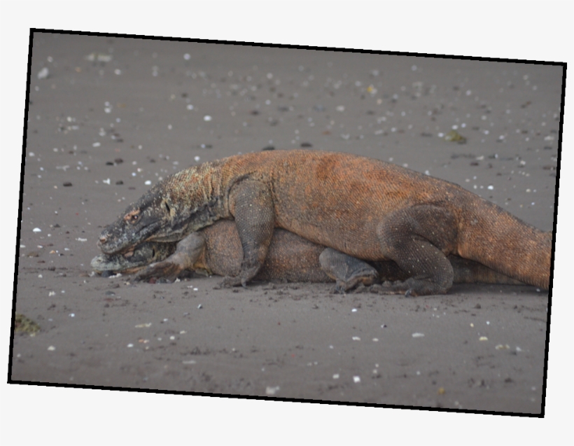 Picture9 - Komodo Dragon, transparent png