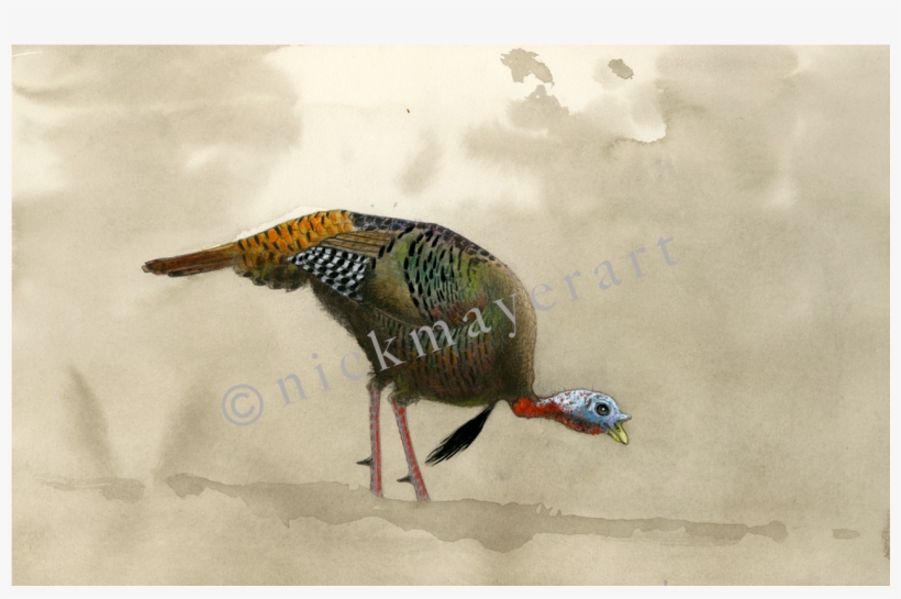 Feeding Tom Original Watercolor Painting - Turkey, transparent png