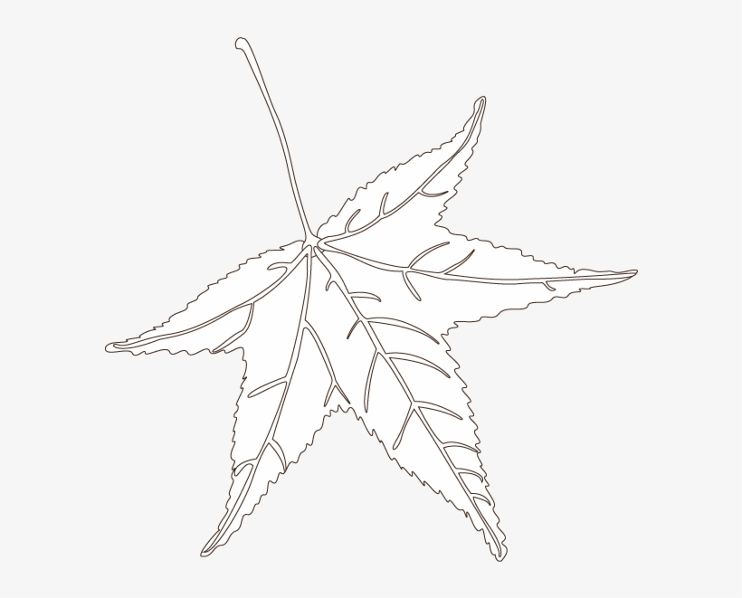 Sweetgum - Maple Leaf, transparent png