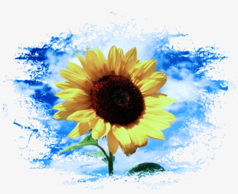 Sunflower Sticker - Sunflower, transparent png
