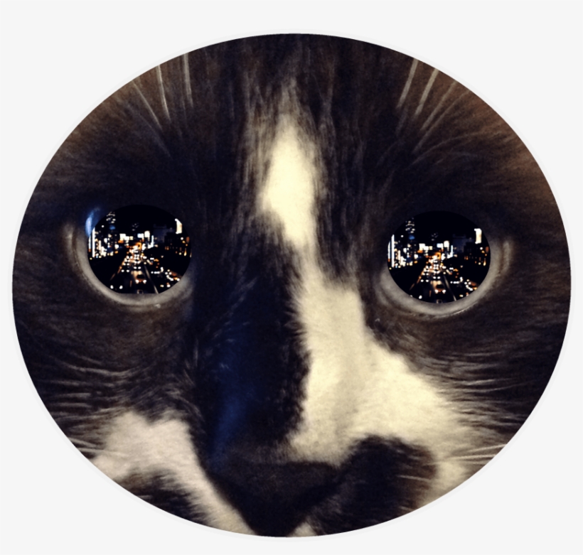 Free Png Download Reflection In Cat's Eye Png Images - Cat Eyes Reflection, transparent png