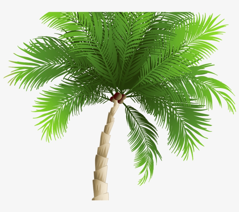Attalea Speciosa, transparent png