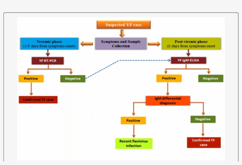 Systematic Depiction For The Diagnosis Of Yellow Fever - Yellow Fever Diagnosis, transparent png