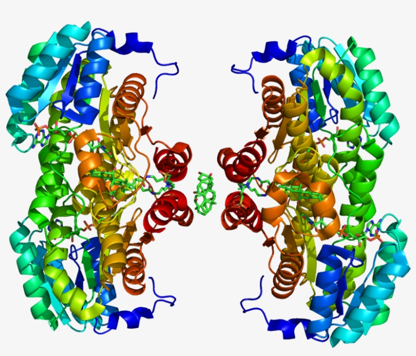 Protein Hsd11b1 Pdb 1xu7 No Fog - 3β Hydroxysteroid Dehydrogenase Type 2, transparent png