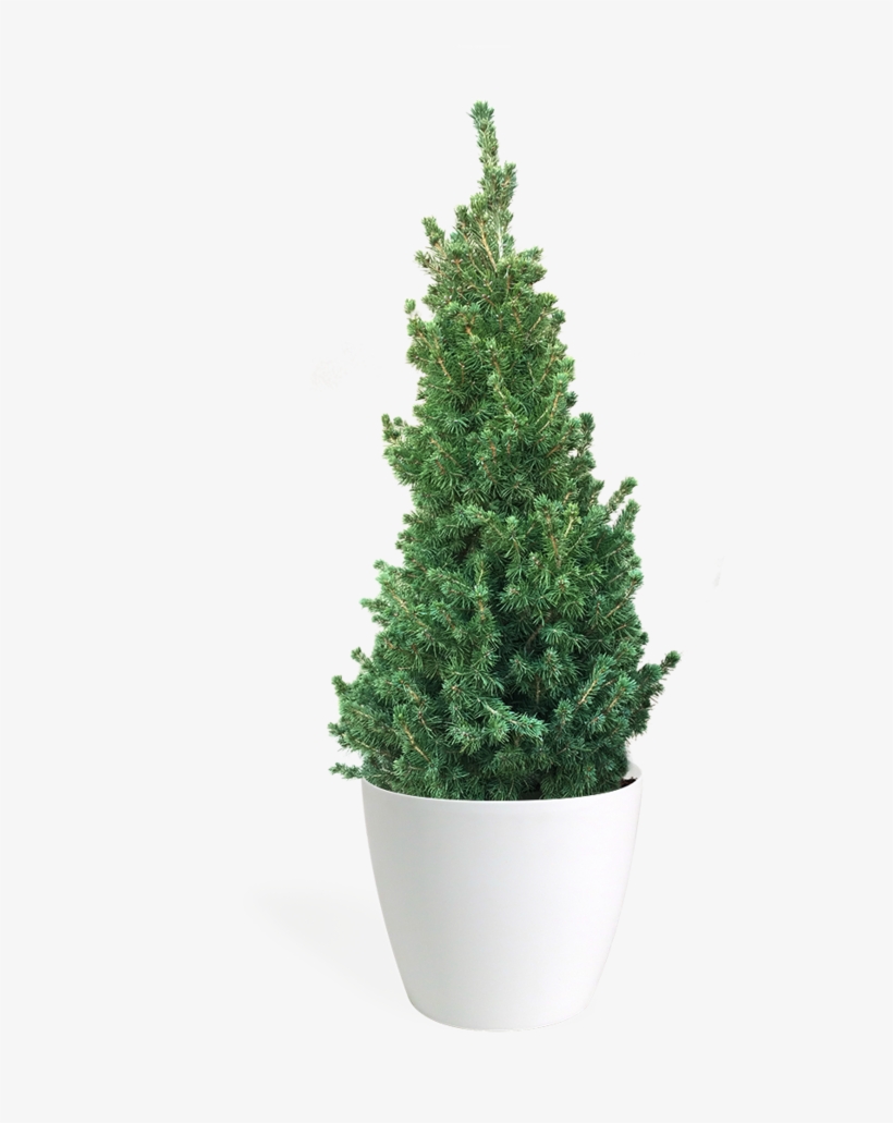 Christmas Tree, transparent png