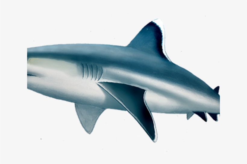 Bull Shark Clipart Fin - D&d Reef Shark, transparent png
