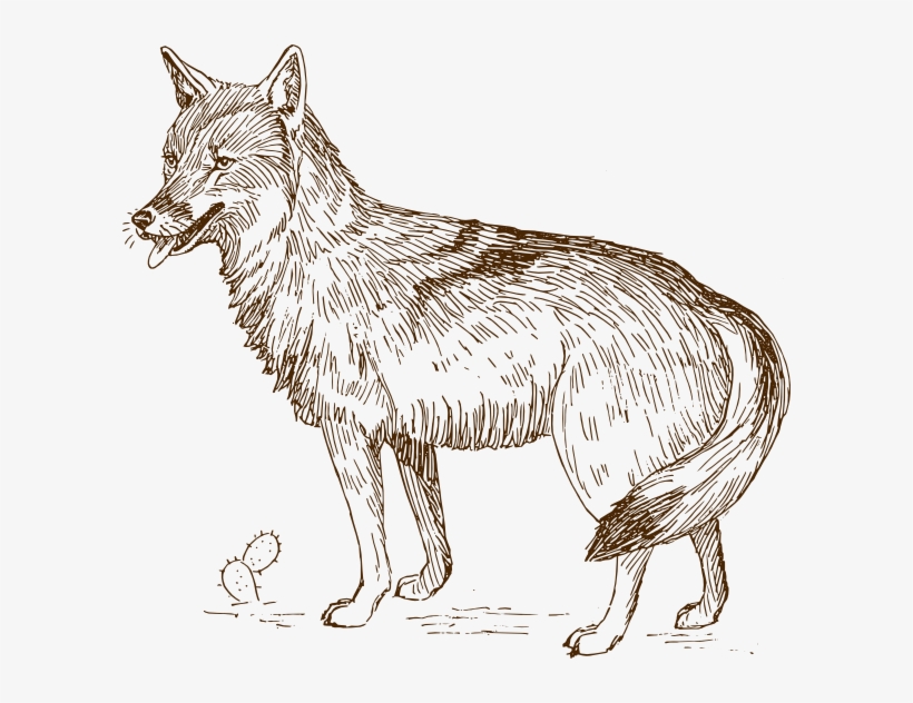 Wolf 9 Clip Art - Coyote Clip Art, transparent png
