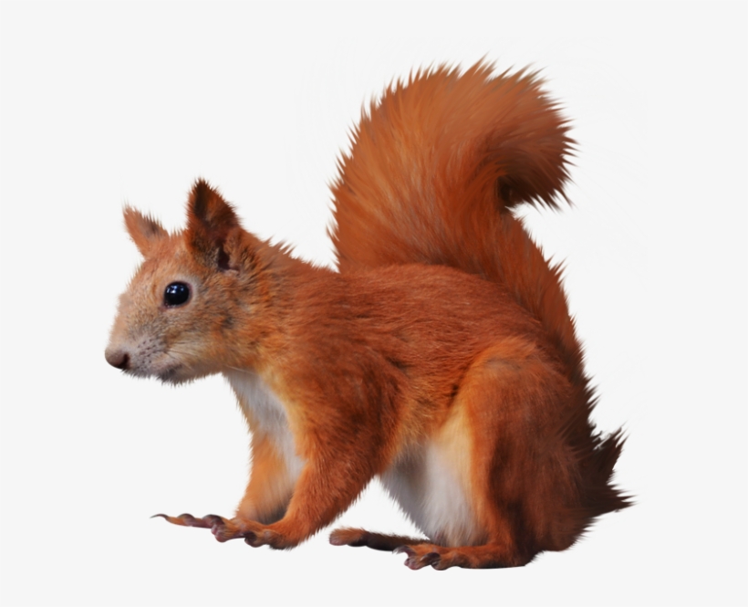 Esquilo Png, transparent png