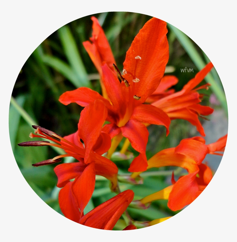 Where Five Valleys Meet - Crocosmia × Crocosmiiflora, transparent png
