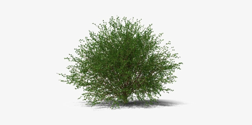 Shrub Transparent Image - Juniper Shrub Png, transparent png