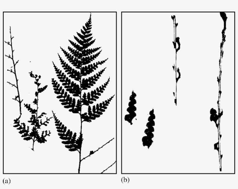 Consumption Pattern Of Culcita Macrocarpa Fertile Leaves - Ostrich Fern, transparent png