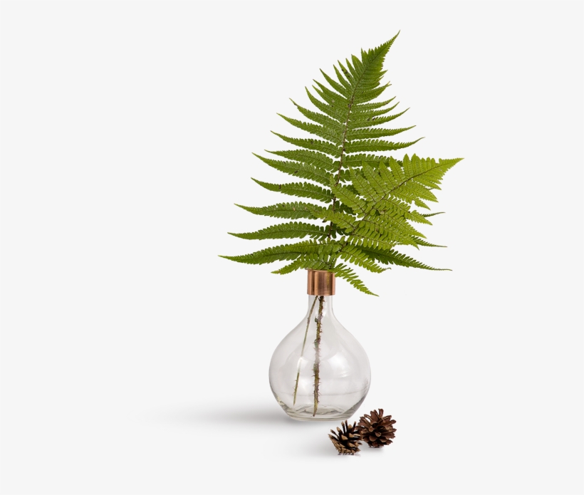 Leaf - Vase, transparent png