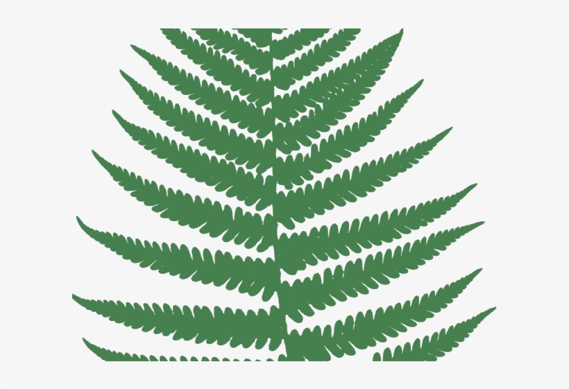 Foliage Clipart Fern Leaves Fern Png 640x480 Png Download Pngkit