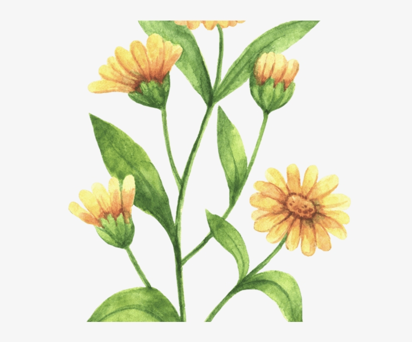 Rustic Marigold Seeds Wedding Favour Marry Golds Wildflower - Plantas De Hierbas Medicinales, transparent png